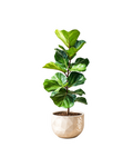 ficUS