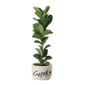 lonG FicUS SR
