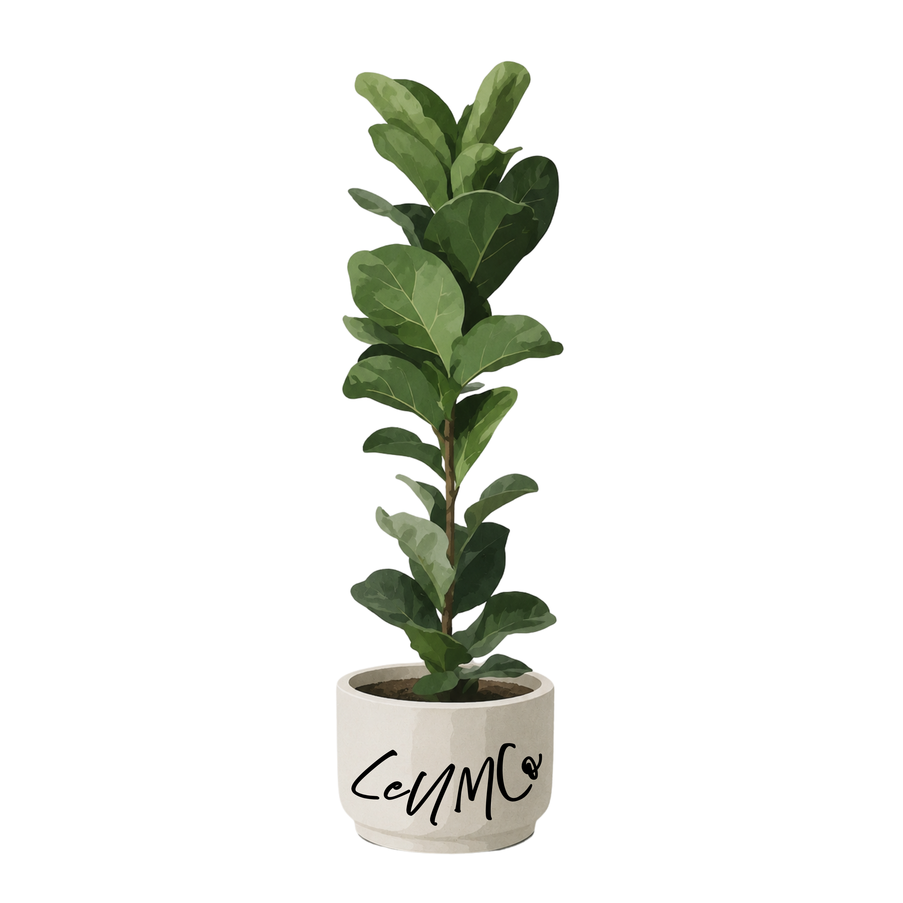 lonG FicUS SR