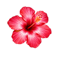 Red hibiscus flower with a visible brand logo on a white background