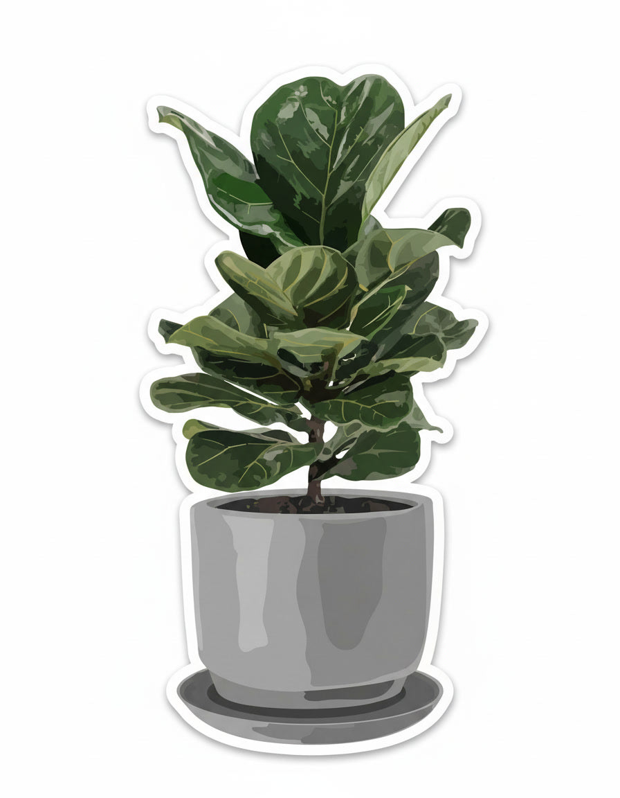 shORT FicUS