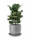 shORT FicUS